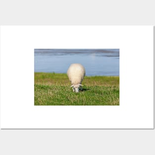 Sheep on a dyke, North Sea resort of Dangast, Varel-Dangast Posters and Art